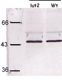 LCY | Lycopene beta-cyclase (chloroplastic) in the group Antibodies Plant/Algal  / Photosynthesis  / Carotenoid metabolism at Agrisera AB (Antibodies for research) (AS15 3079)
